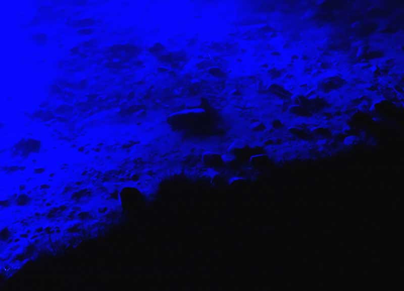 impression noctiluca 3